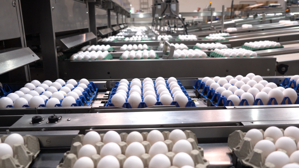 Com VBP de R$ 2,75 bilhões, produção de ovos no Espírito Santo chega a 5,26 bilhões de unidades I Crédito: KerOvos Alimentos, sediada em Santa Maria de Jetibá (ES) Com VBP de R$ 2,75 bilhões, produção de ovos no Espírito Santo chega a 5,26 bilhões de unidades I Crédito: KerOvos Alimentos, sediada em Santa Maria de Jetibá (ES)