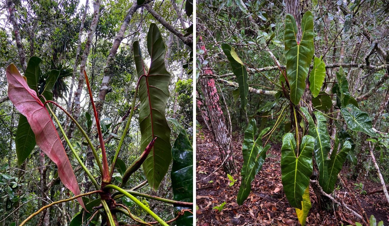planta inédita é identificada por pesquisador