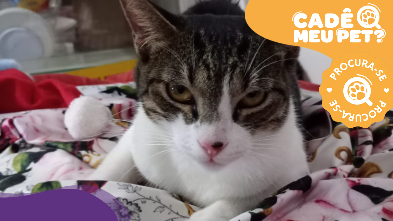 Gata Azuma é vista em rua próxima e família reforça buscas em Vila Velha