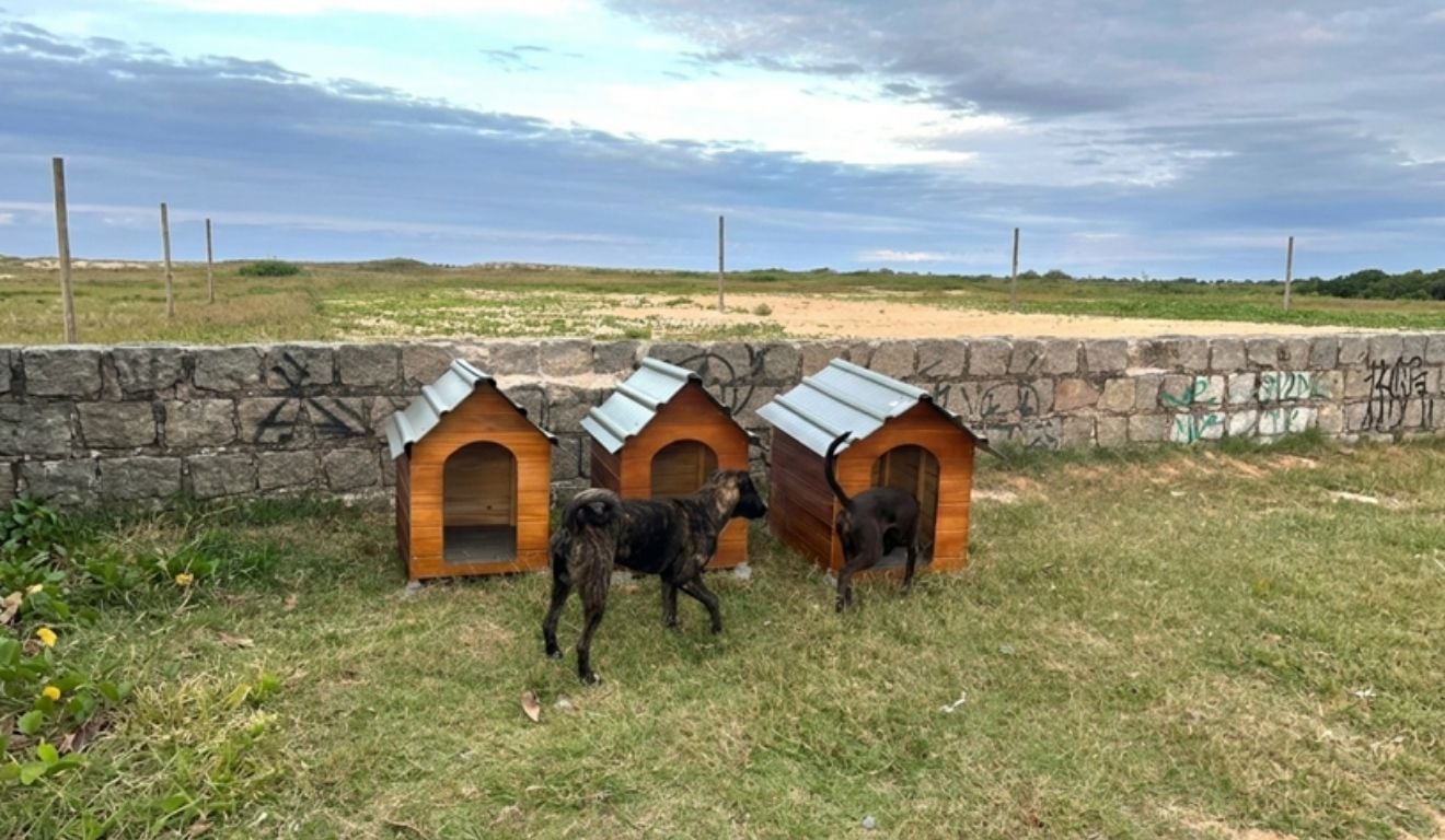 Serra instala casinhas de madeira para proteção de cães comunitários