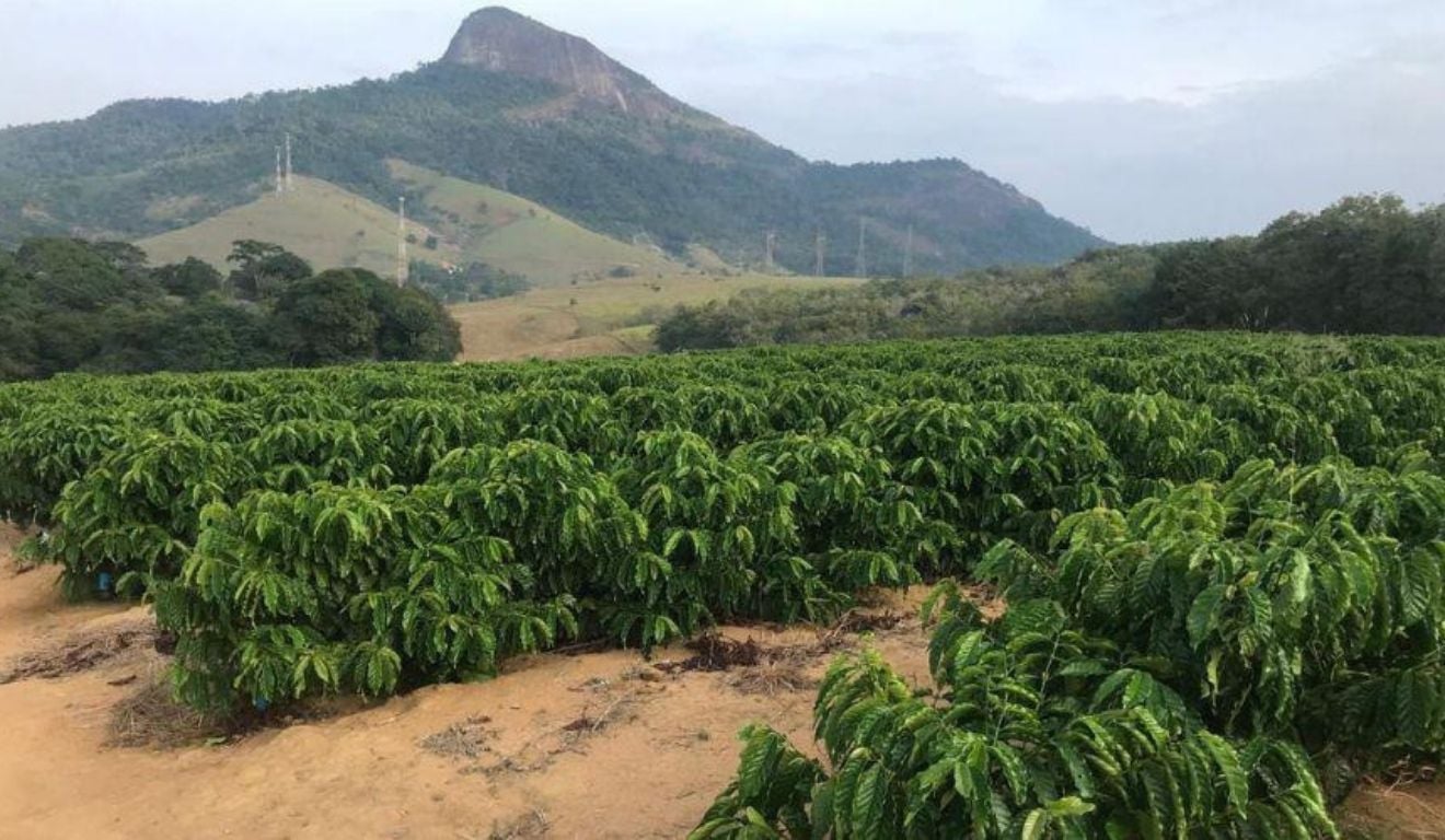 Vila Velha aposta no café conilon e quer lançar produto 100% canela-verde