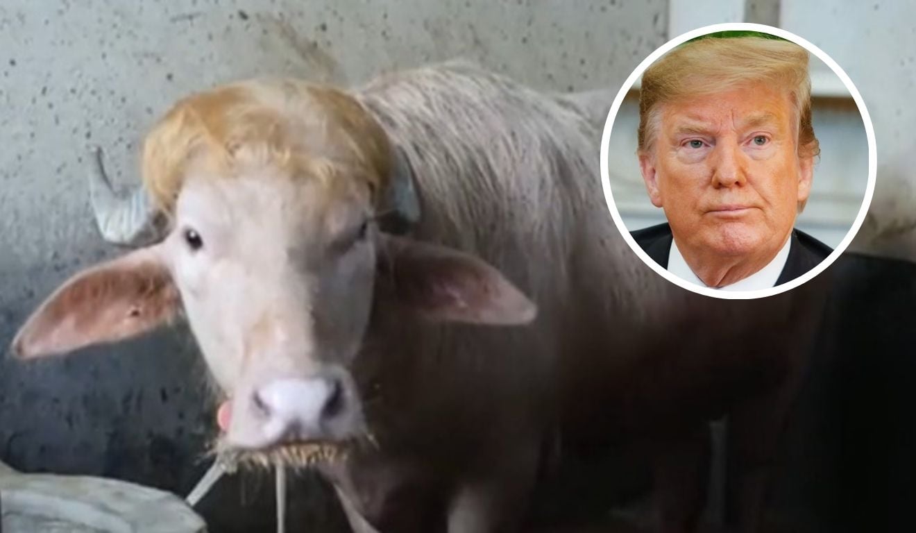 Búfalo “Donald Trump” ganha fãs em Bangladesh por semelhança com presidente dos EUA