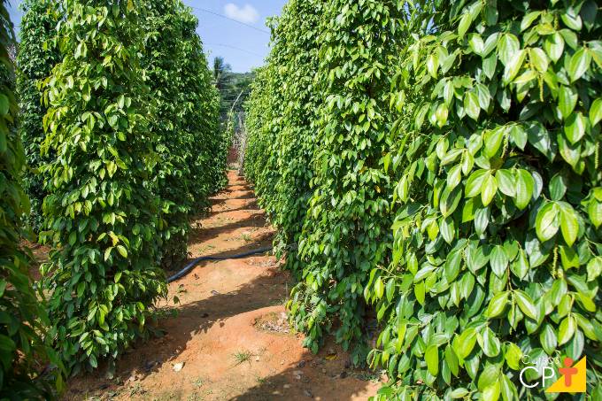 Pimenta-do-reino: área plantada cresce 6 vezes no Es e exportações decolam