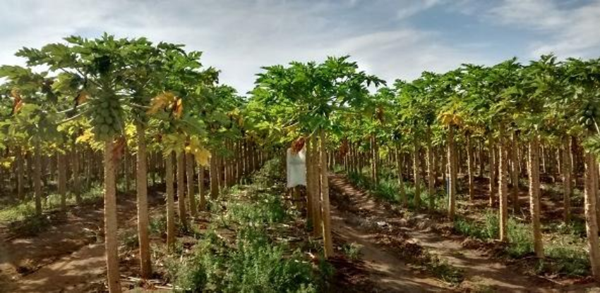 Acordo Mercosul-UE zera tarifa do mamão capixaba e a janela que se abre exige resposta rápida do produtor