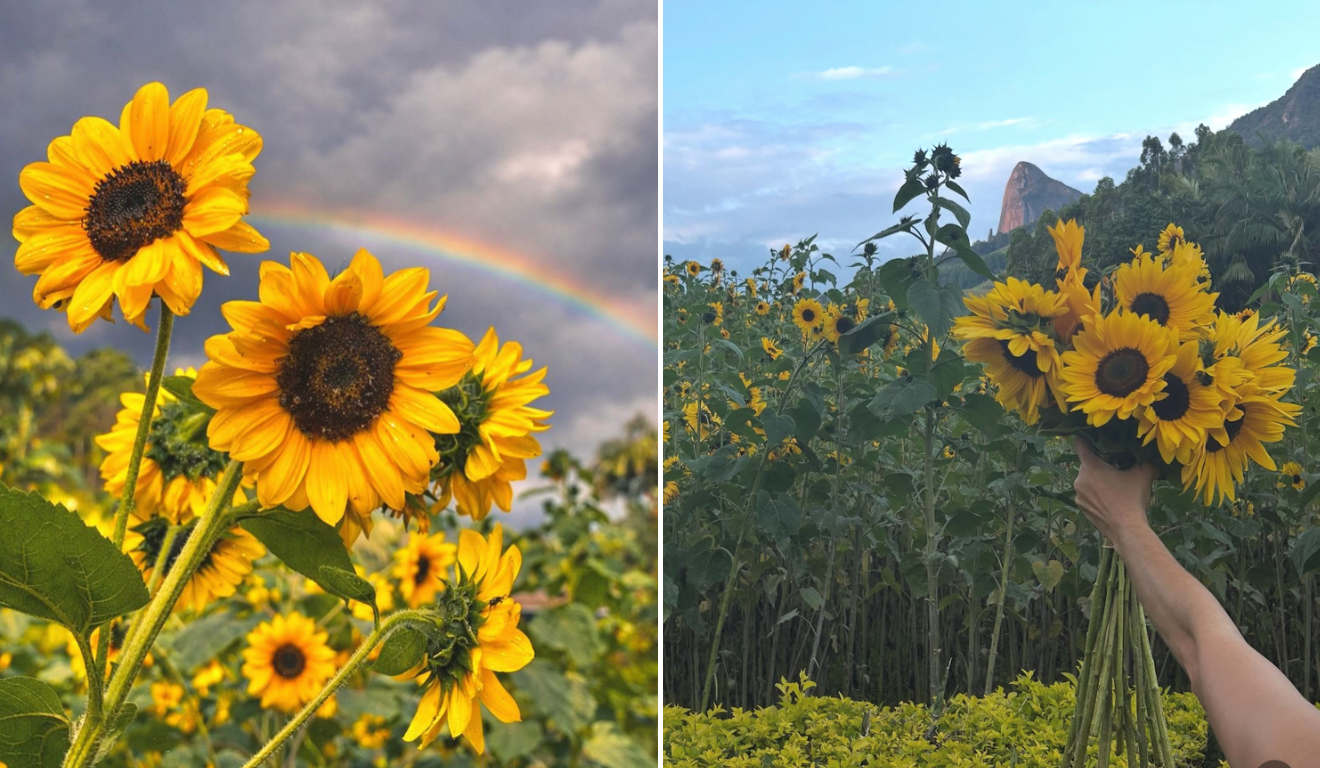 De lavandas a cerejeiras: 5 destinos para admirar flores e a natureza no Espírito Santo