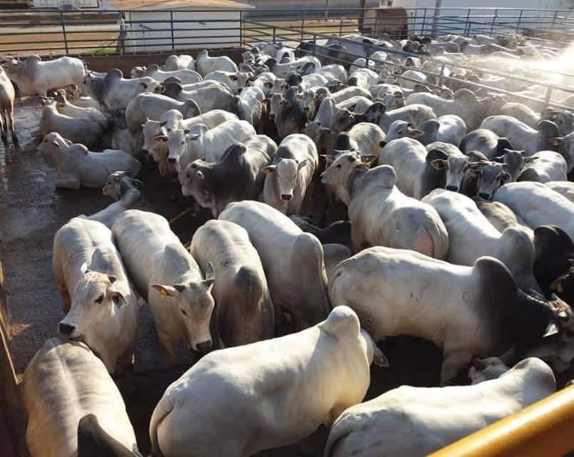 Cadastro de rebanho no ES mantém status sanitário e acesso ao mercado