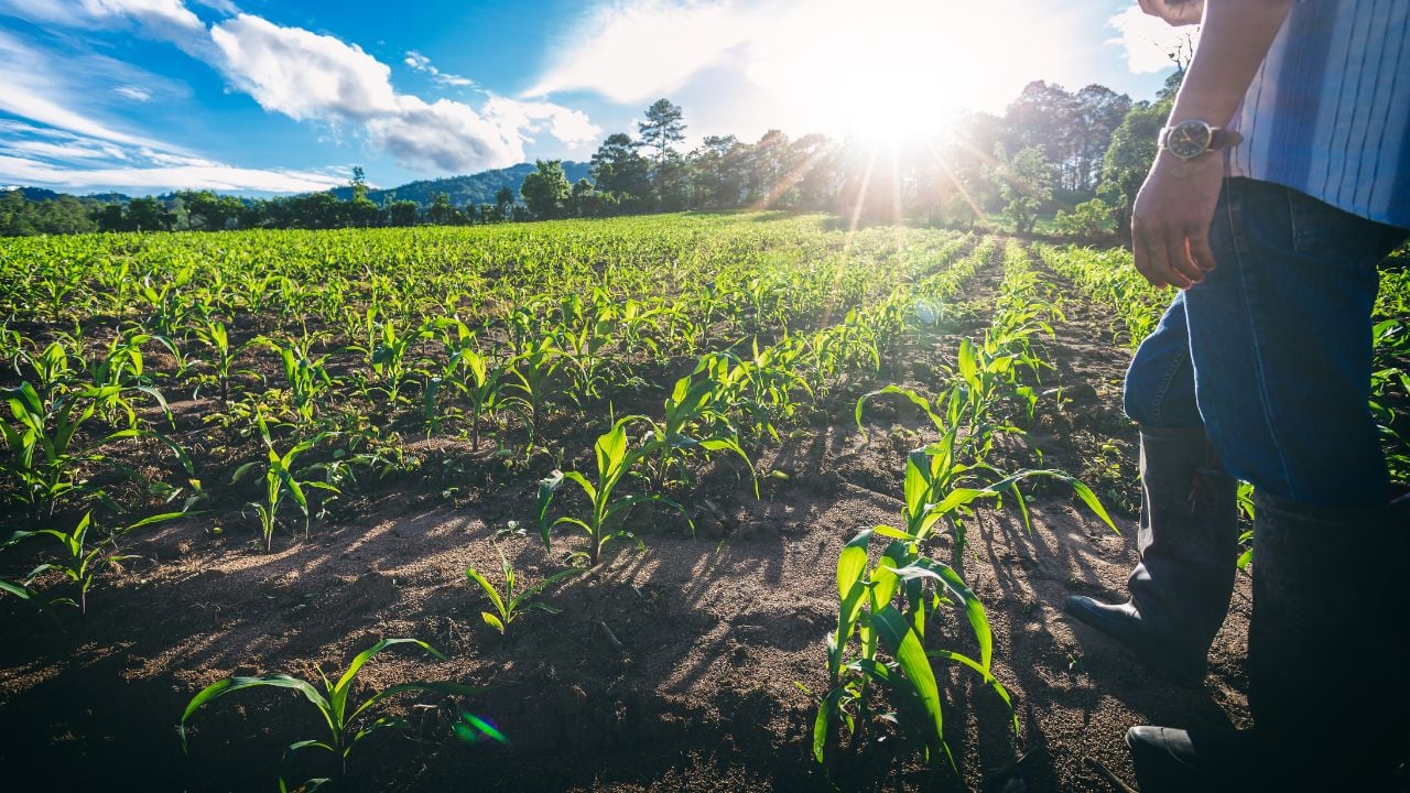 Plano Safra: Banestes anuncia R$ 1 bilhão para produtores no ES