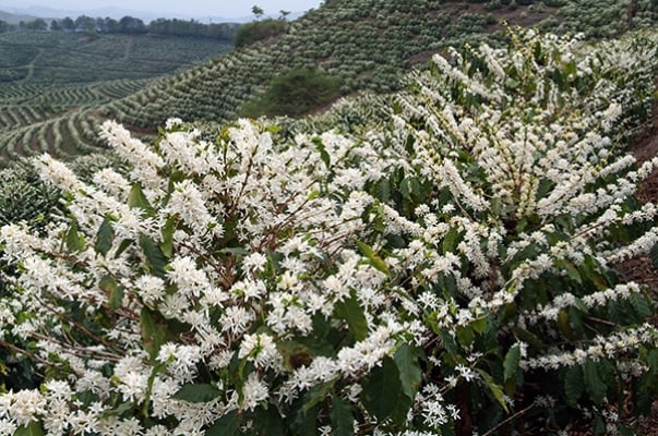 Chuvas no inverno anteciparam floradas do café
