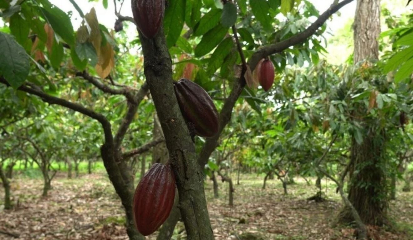 Rota do Cacau de Linhares será lançada durante o CoffES 2026 - QTU Questões do Universo