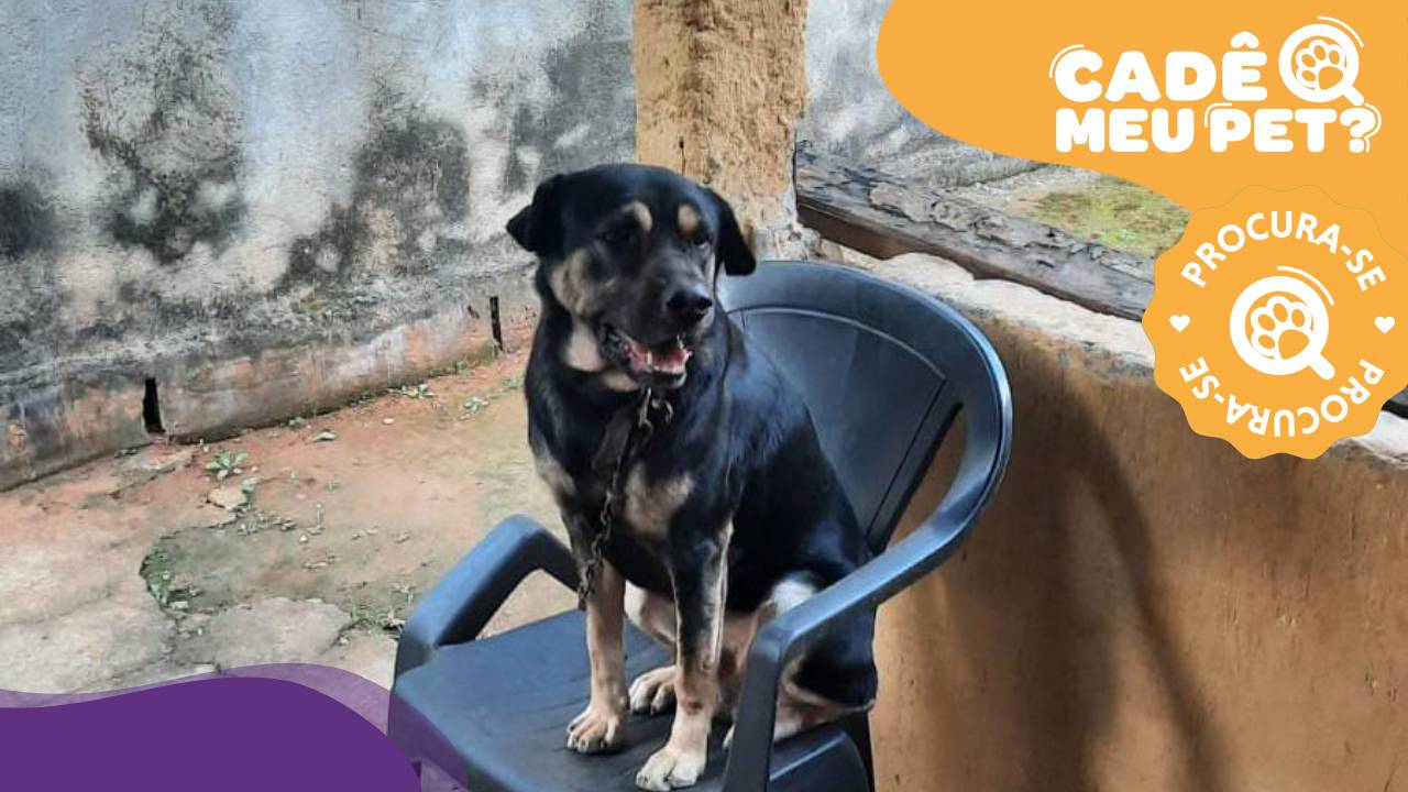 Beethoven desaparece em Cariacica e é visto próximo à Rodovia Leste-Oeste - QTU Questões do Universo