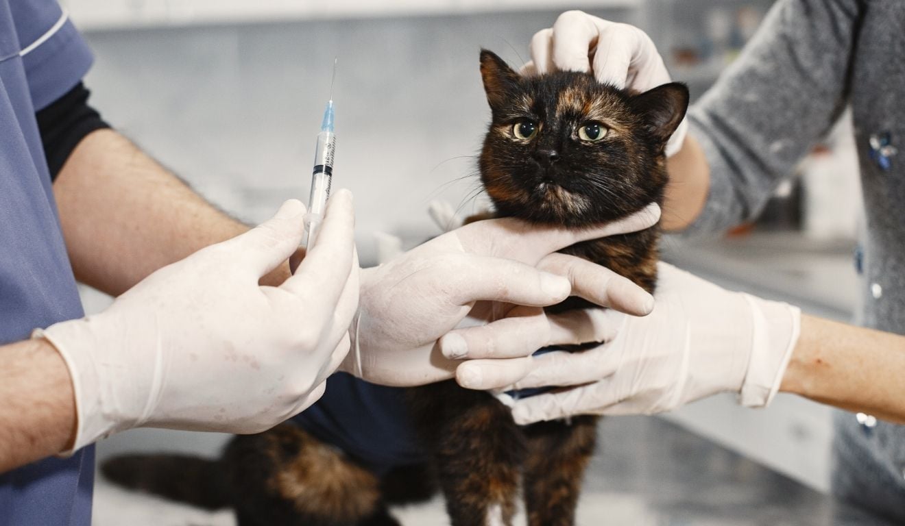Hospital Veterinário de Cariacica: veja especialidades e exames gratuitos - QTU Questões do Universo