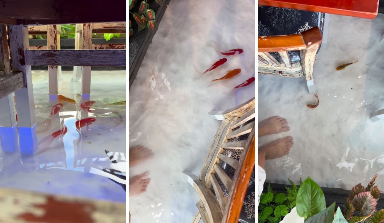Restaurante em Vila Velha cria espaço onde clientes almoçam com carpas - QTU Questões do Universo