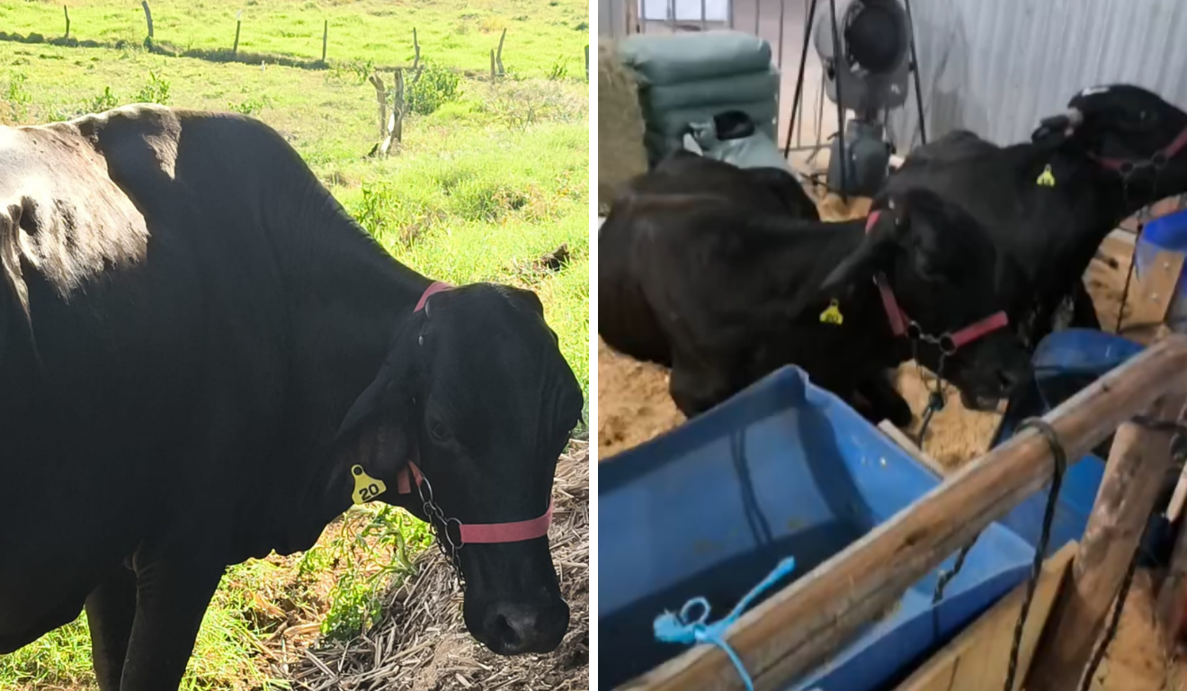 Clássico, forró ou sertanejo? Vacas têm playlist no Sul do Espírito Santo