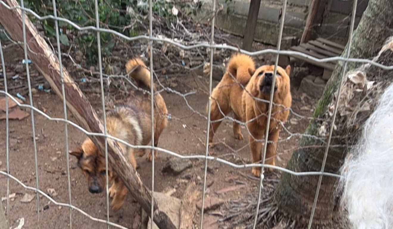 Maritacas são encontradas em cativeiro irregular junto com vários animais em Cariacica - QTU Questões do Universo