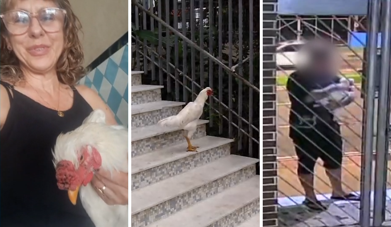 “Abracei e beijei”: galo de estimação levado por entregador é devolvido em condomínio de Vitória - QTU Questões do Universo
