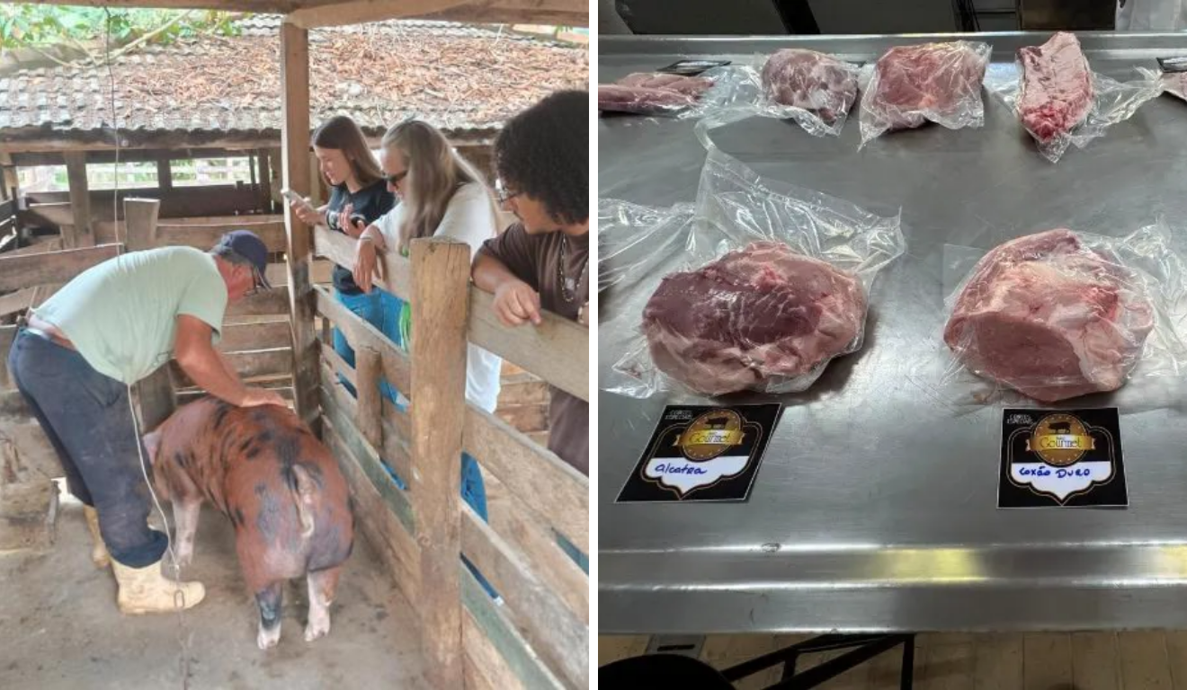 Porco gourmet? Pesquisa da Ufes usa genética para aumentar renda de produtores no Caparaó - Foto