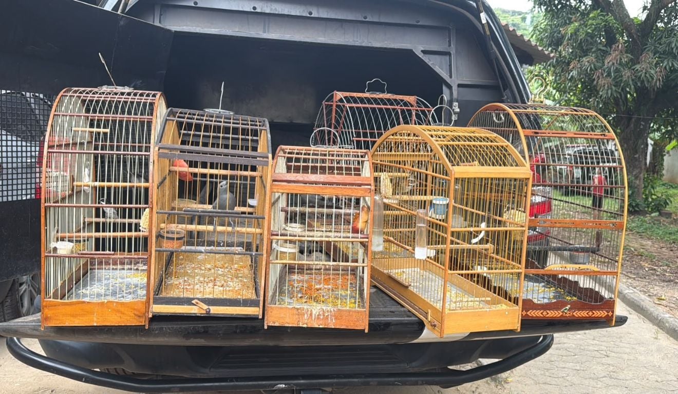 Sabiá, sanhaços e tico-ticos: sete aves silvestres são apreendidas em Cariacica