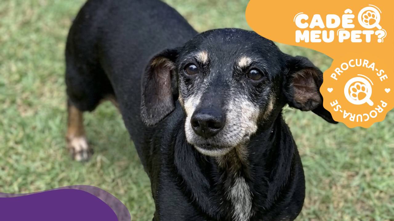 Fique por dentro: Cachorra de 17 anos foge após se assustar com fogos de artifício em Vila Velha