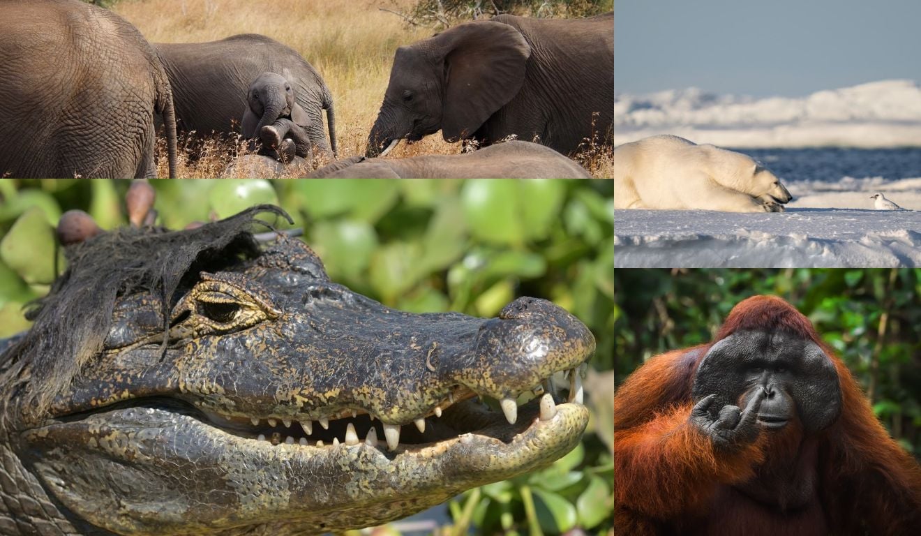 Jacaré Elvis e elefante atrevido: concurso mundial reúne fotos hilárias de animais