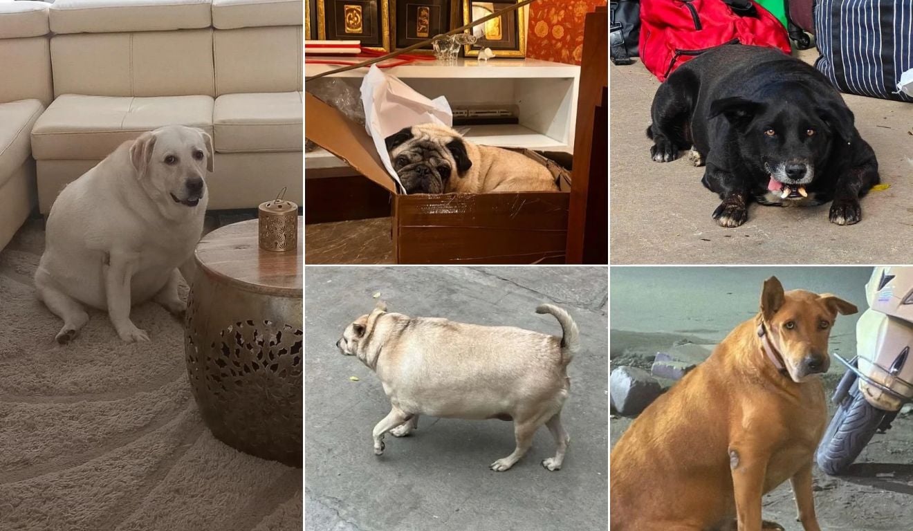 Escolha de peso: cidade elege o cachorro mais gordo; veja concorrentes e como votar