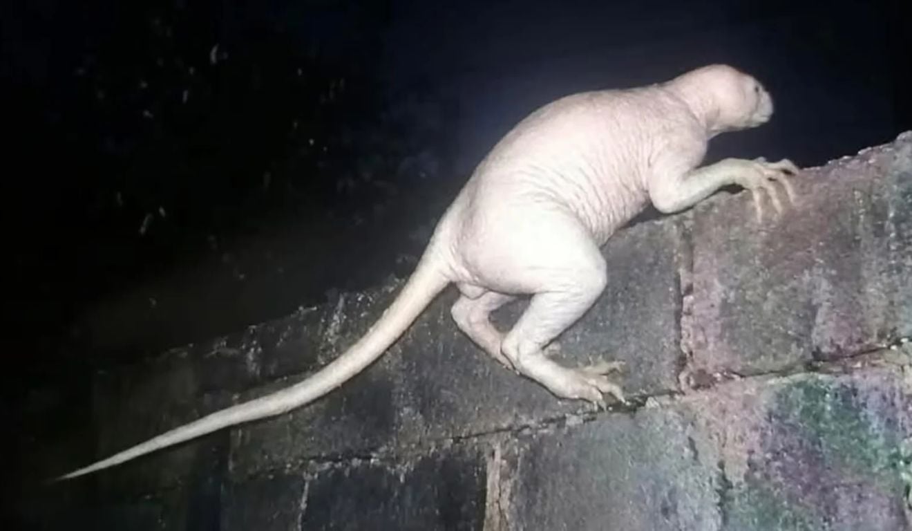 Criatura misteriosa e “careca” causa pânico após atacar animais