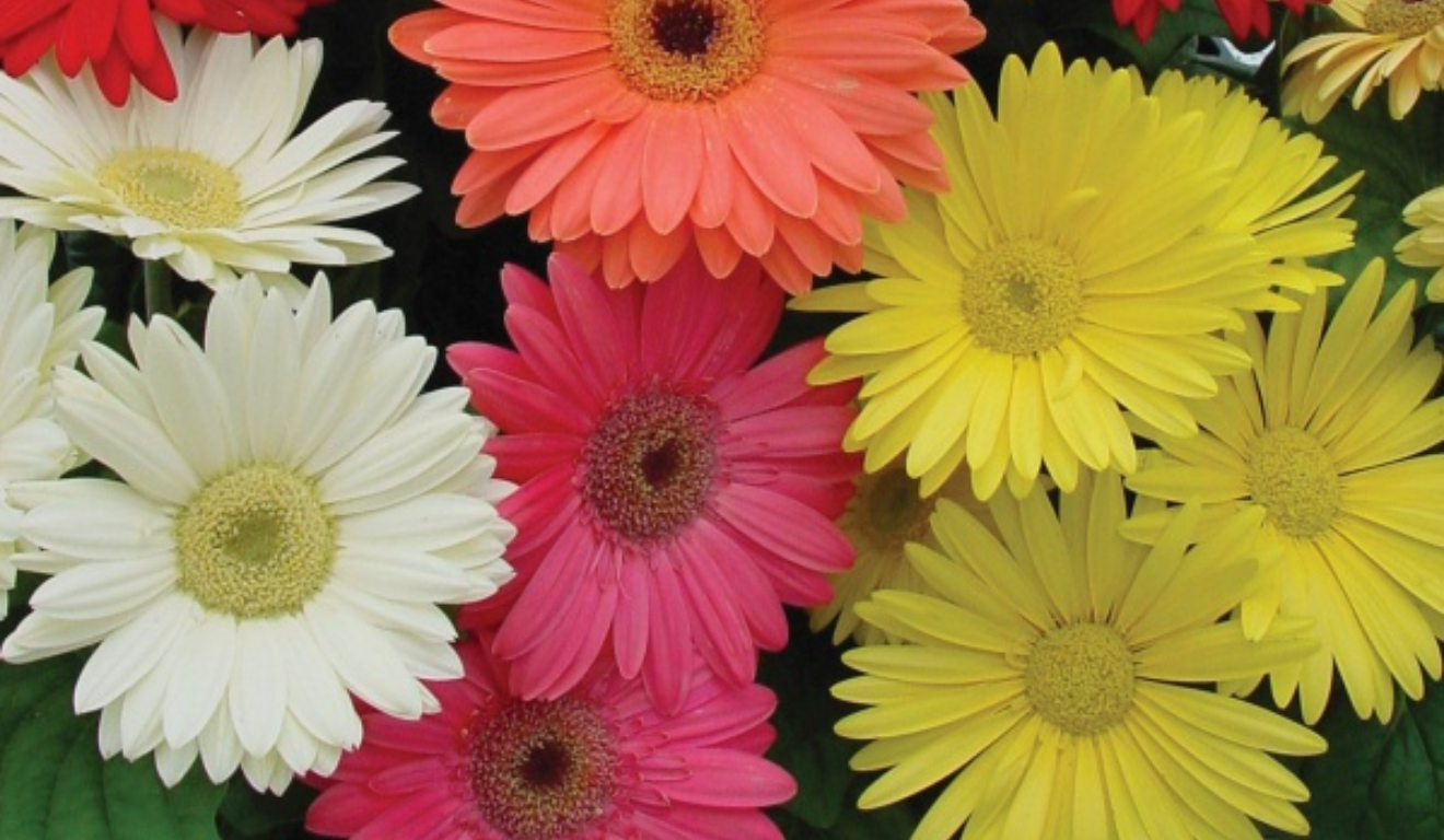veja como economizar até R$ 210 na compra de flores e velas em Vitória — Finados