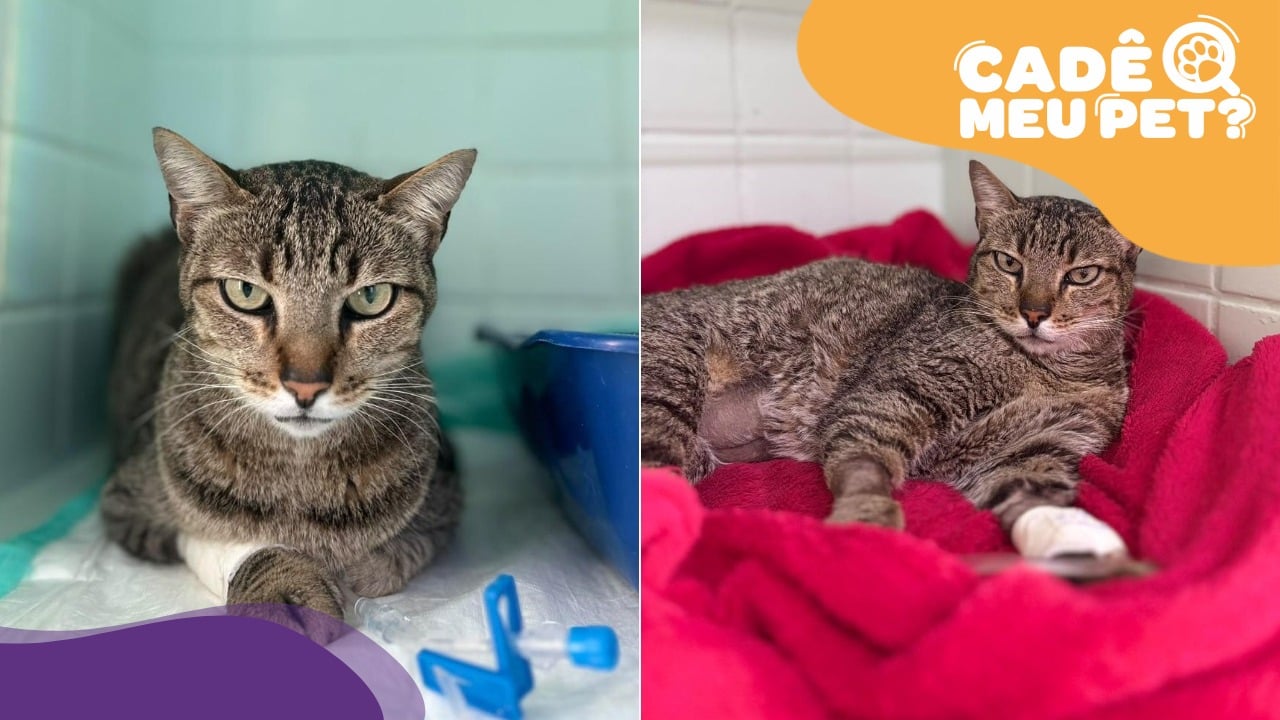 gato com câncer precisa de tratamento e tutora pede ajuda em Vitória — Pudim