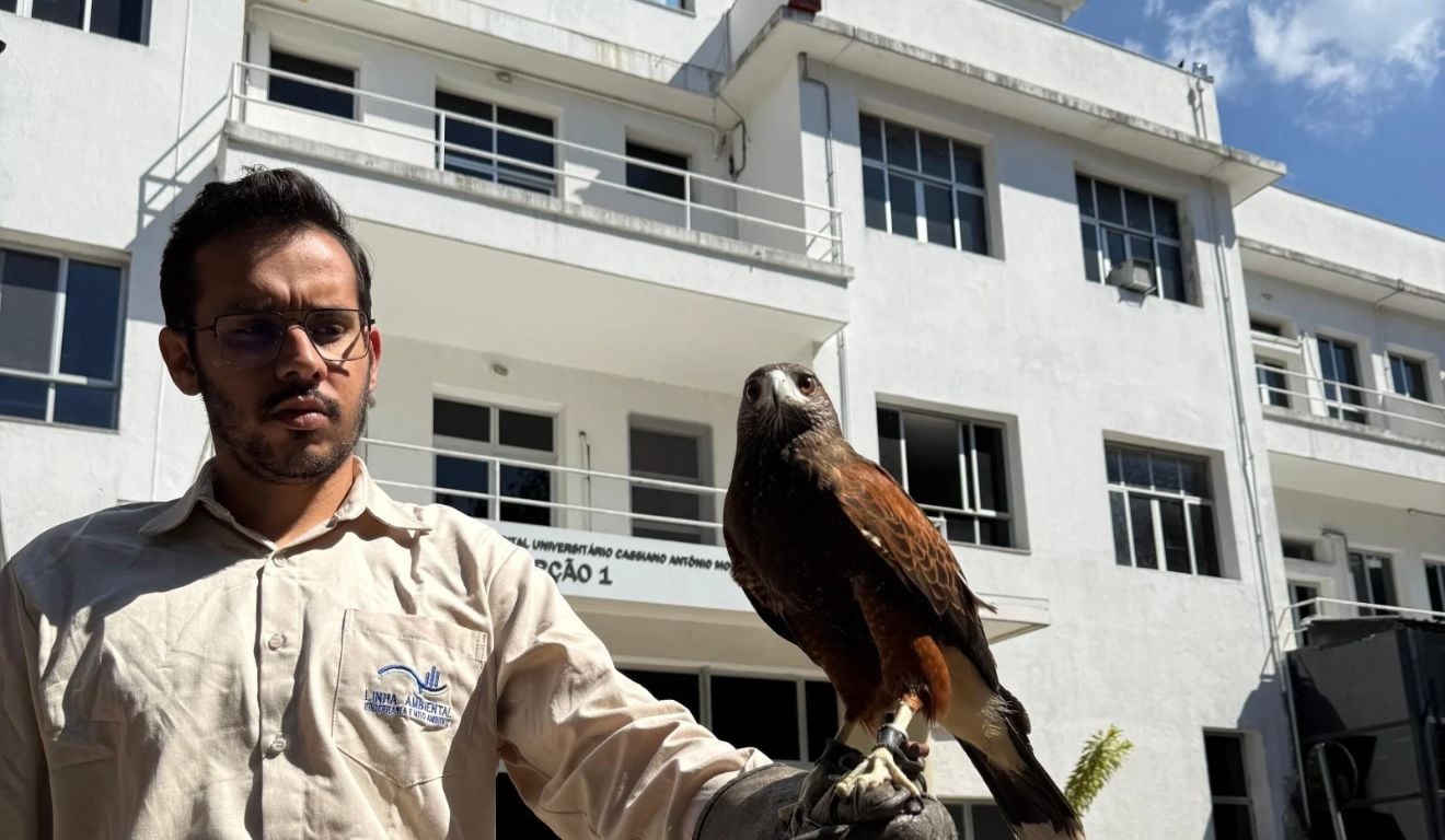 Atualização: Gavião vira aliado de hospital em Vitória no combate aos pombos; saiba como