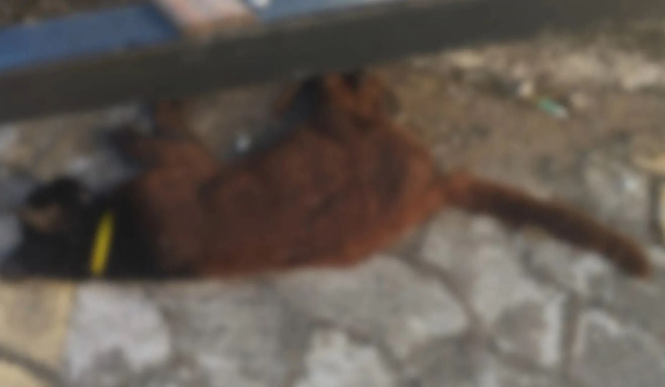 Laudo descarta envenenamento de gata encontrada morta em Vila Velha