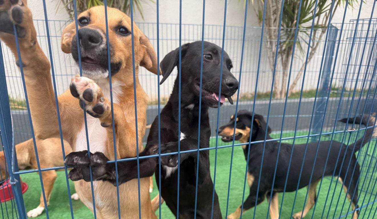 Quer adotar um cachorro? Sábado tem feira de adoção em Cariacica