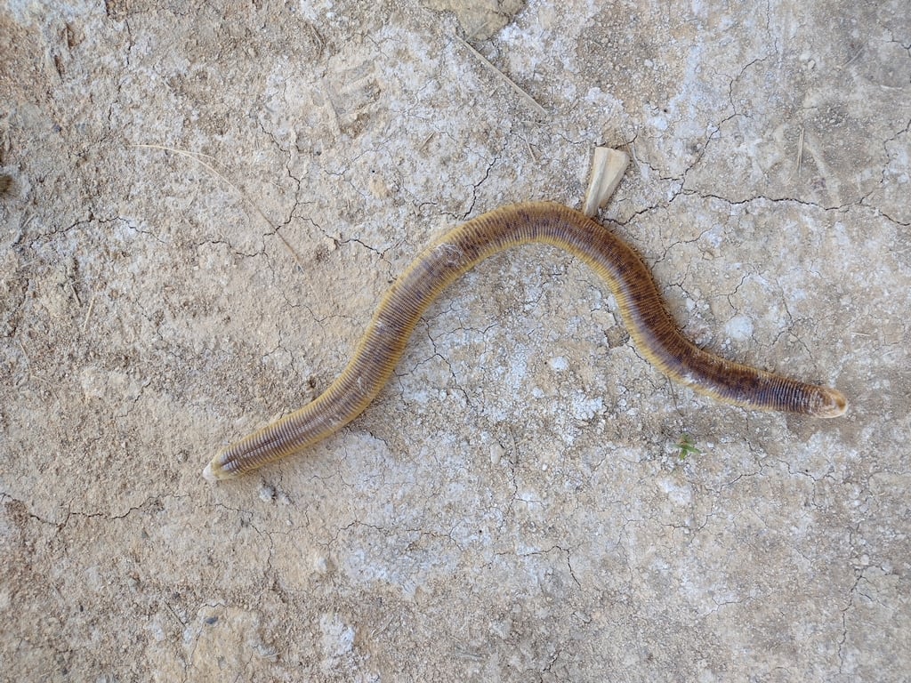 Boiacica (Amphisbaena alba). Foto de Italo Augustinho, do iNaturalist