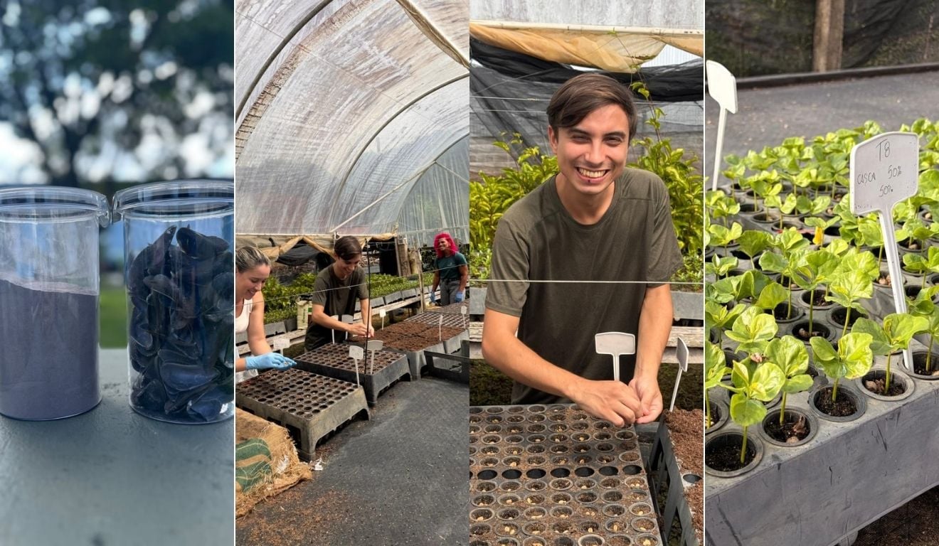 Casca de café vira insumo biológico para fortalecer plantas no ES