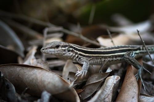 Lagartinho-de-Linhares. Foto de Gabriel Bonfá, publicada no iNaturalist. Uso autorizado.